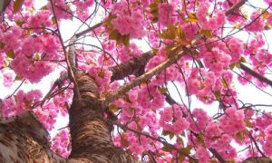 Розовое дерево фото