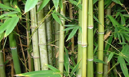 Бамбук тростниковый фото
