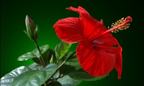 Китайская роза: описание, фото, применение, свойства ― Ayurveda-Shop.ru