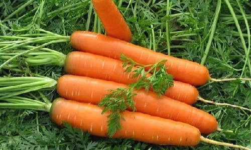 Морковь посевная фото