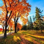 Вебинар «Здоровая осень с Аюрведой»