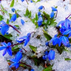  Фото - Вебинар «Здоровая весна с Аюрведой»