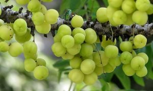 Священное дерево Аюрведы, \&quot;Рожденное до рождения Богов\&quot;