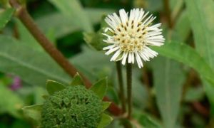 \&quot;Король волос\&quot; священный цветок Кералы