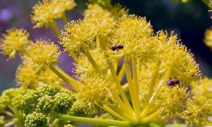 Уникальные свойства \&quot;Помошницы желудка\&quot;