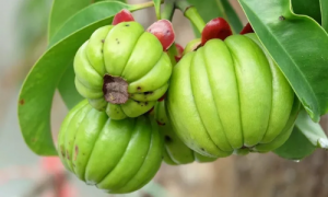 Врикшамла для контроля веса и аппетита