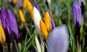 Аюрведический календарь на апрель