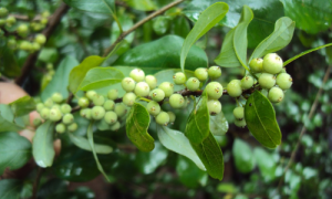 Гуггул для здоровья щитовидной железы и быстрого похудения