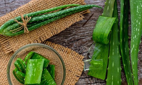 «Кумари» для омоложения организма «Кумари» для омоложения организма