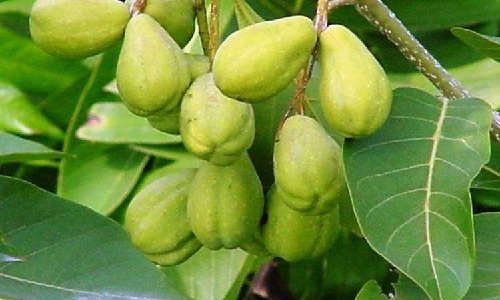 Волшебный индийский орех Волшебный индийский орех