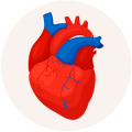 Сердце, сосуды