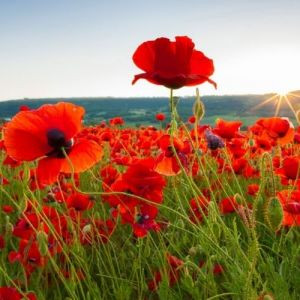 Вебинар «Здоровое лето с Аюрведой»